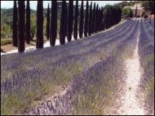 A Murder in Provence